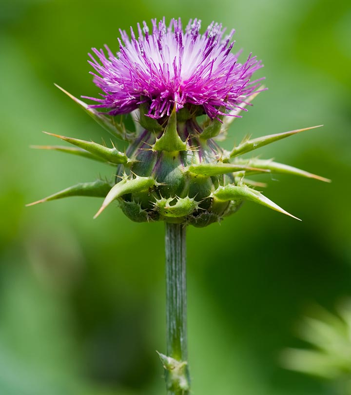 8-Serious-Side-Effects-Of-Milk-Thistle