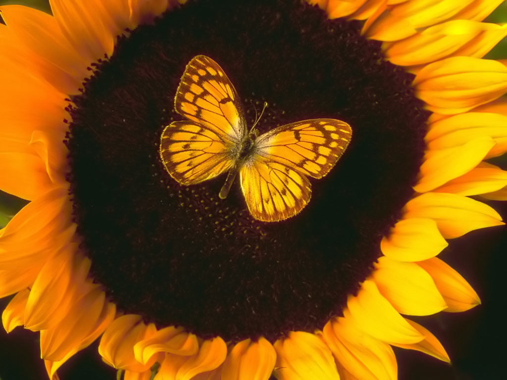 Butterfly_and_Sunflower_Windows_7_wallpaper